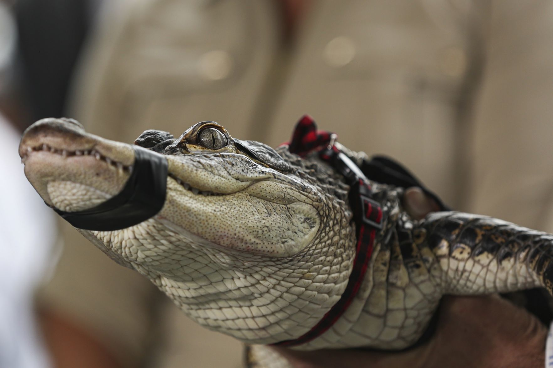 Alligator Chicago